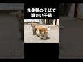 先住猫のそばで寝たい子猫 #保護子猫