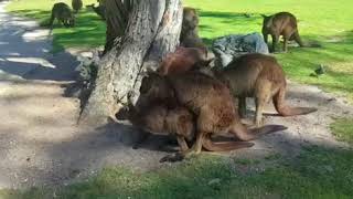 Melbourne trip: kangaroo mating