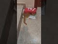 #kedi #cat #kedivideoları Tombik nasıl sığdın o kutuya