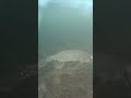 Pike attacks live bait