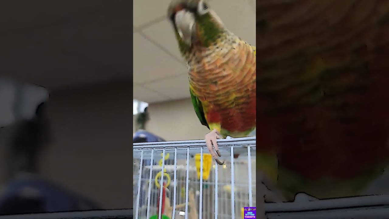 Kiwi's boarding recap with Bird Sitting Toronto