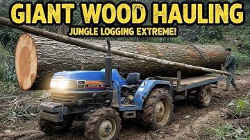 Extreme Logging Action | Tractors & Winches Hauling Massive Lumber