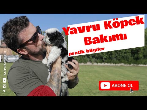 Yavru Köpek Bakımı