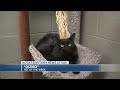 Pet of the Week: Meet Gizmo!