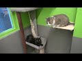 Pet of the Week: Meet Gizmo!