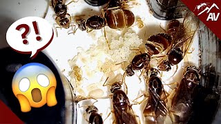 You won't believe what happened! Ant Experiment Update