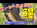 【ウナギの穴釣り】仕掛けからポイント解説まで！