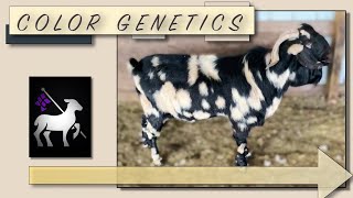 Goat Color Genetics | Multiple Breeds