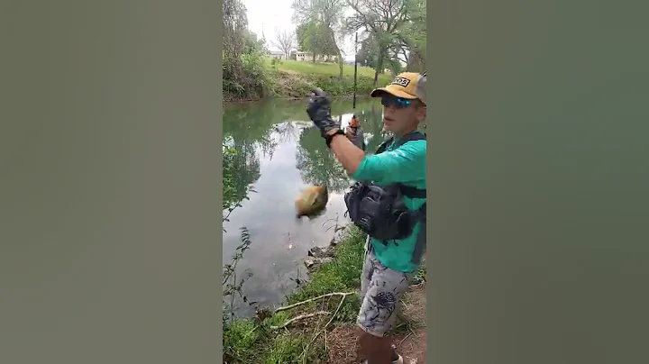 Tiny creek bluegill monsters! #shorts #bluegillfishing #bluegill #newbraunfels  #newbraunfelstx