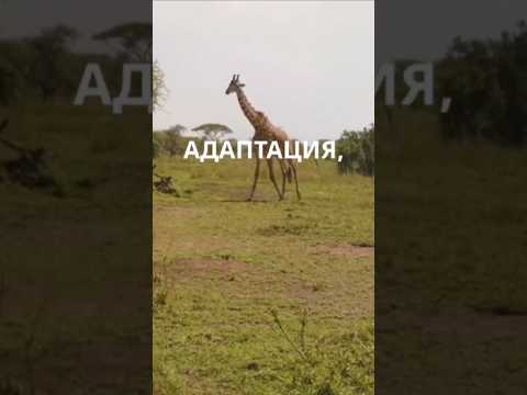 Почему у жирафов длинная шея и огромное сердце? #жирафы #саванна #животные #природа