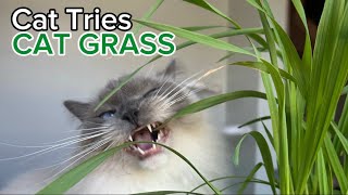 Cat Tries CAT GRASS for the First Time by The Lexi Bunch 825 views 7 days ago 1 minute, 3 seconds