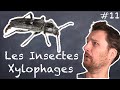 Les insectes Xylophages - NLAB #11