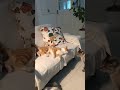 Sliding Fight Style 変な喧嘩の売り方をする猫　#cat #funnycats #orangecat #cat #catlover #shorts