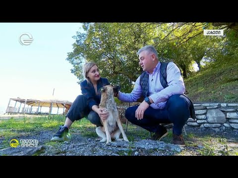 აქცია ყვარლის მუნიციპალიტეტში მიუსაფარი ძაღლების დასახმარებლად