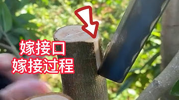 教你如何嫁接果樹荔枝？採用挑皮嫁接的方法，成活率高，長勢好   Teach you how to grafting fruit tree lychees?  picking skin grafting