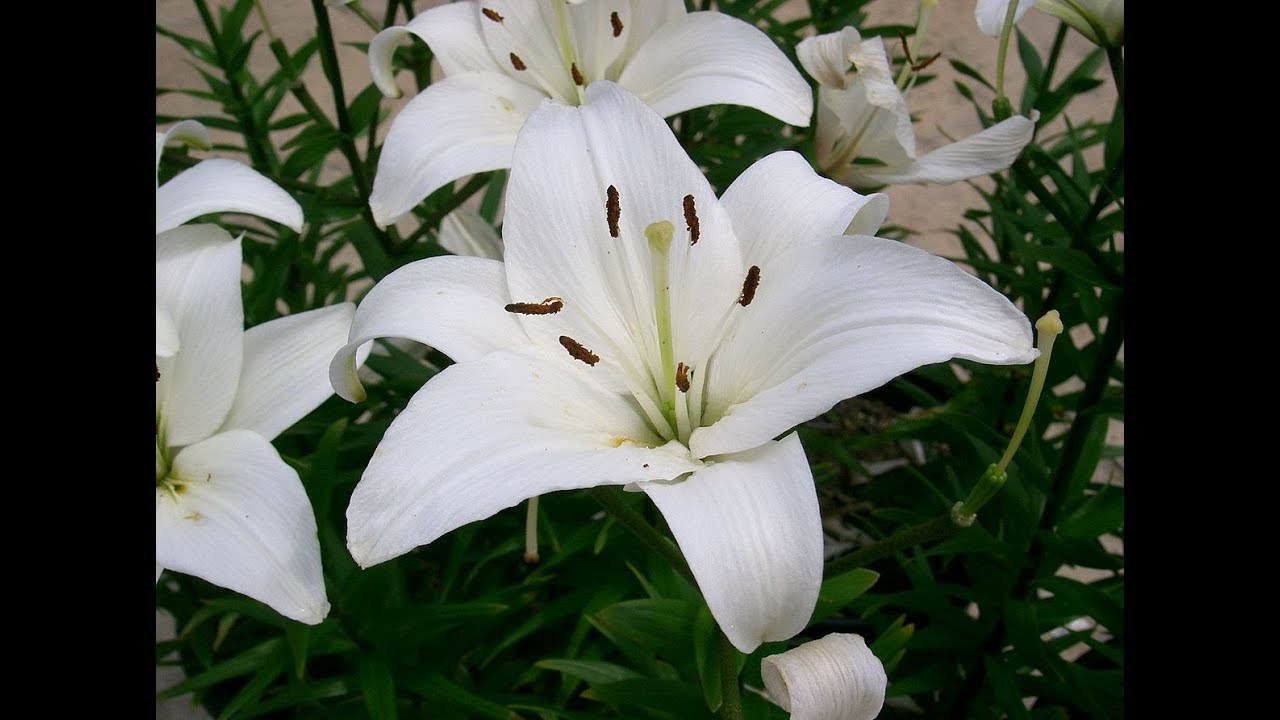 Cuidados del Lilium / Lily / Lilio / Azucena - YouTube