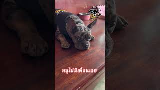 คิดในใจ ยังไงให้คนอื่นรู้ #frenchbulldog #เฟรนบลูด็อก #อั่งเปา #frenchbulldoglove คิดในใจ ยังไงให้คนอื่นรู้ #frenchbulldog #เฟรนบลูด็อก #อั่งเปา #frenchbulldoglove