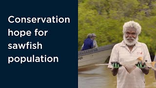 Conservation hope for sawfish population