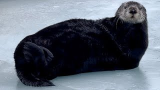 Sea Otter Posing in Homer Small Boat Harbor Alaska by ComeTravelWithUs 171 views 2 months ago 57 seconds