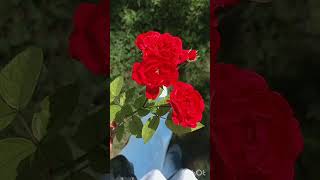 Xumar Eşq Naməsi