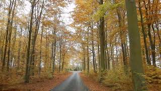 October Beech Forest Visingsö Scandinavia