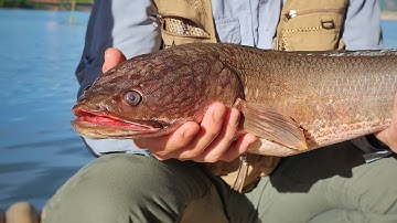 CÁ LÓC, SỘP KHỦNG 2.7kg