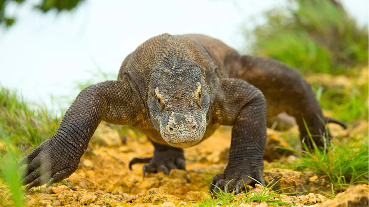 Komodo Dragons: The Living Dinosaurs with Deadly Secrets