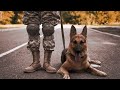 La complicité de cette soldate et son chien militaire est hors du commun 