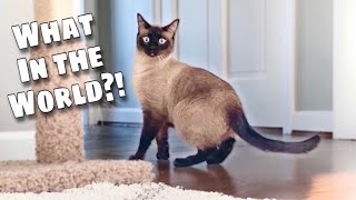 Siamese Cat Reacts to New Carpet! | ft. Simon and Bubbles by Simon the Siamese Cat 12,510 views 3 years ago 4 minutes, 4 seconds