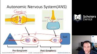 Peripheral & Autonomic Nervous System | Biology & Physiology | Basic Science | AFK Course