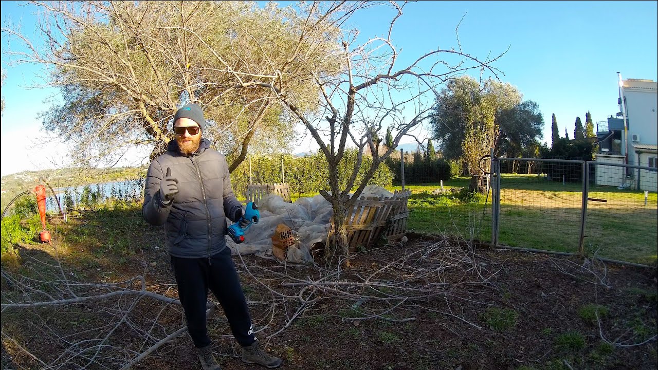 Обрезка наших грушевых деревьев!