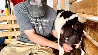 Hay run, baby goat run, tractor supply emergency? Milking goats, processing milk, cutting soap etc