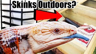 Upgrading Our Blue Tongue Skinks from Racks! by TikisGeckos 2,376 views 5 months ago 7 minutes, 55 seconds