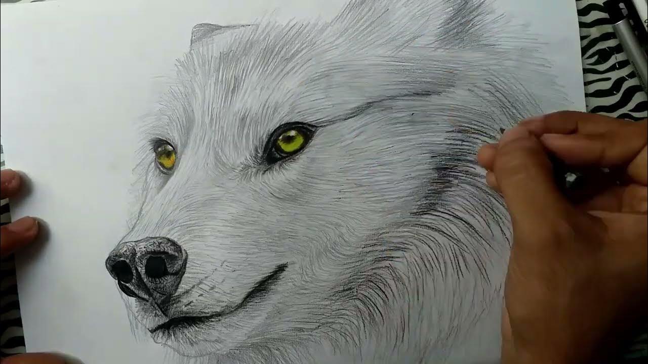 white charcoal drawing  Dessin au fusain, Dessin noir et blanc, Dessin de  loup