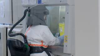 Hantavirus sur un navire de croisière : les HUG identifient la souche du virus