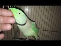 Max is good Max is too \good Max is so \beautiful so \pretty \parrot white classict \amazing bird