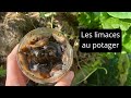 Comment gérer les limaces au jardin