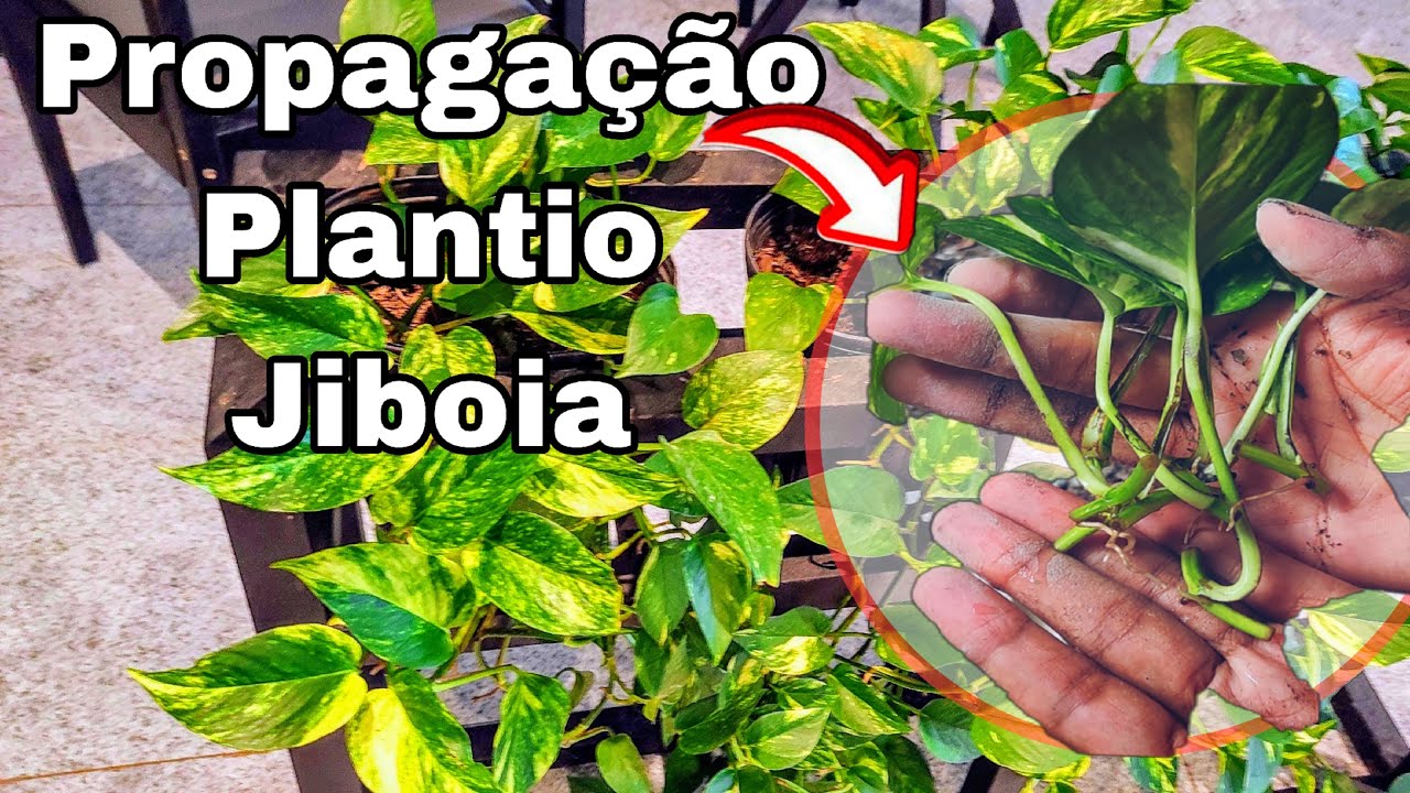 Como fazer muda de JIBOIA na água? YouTube