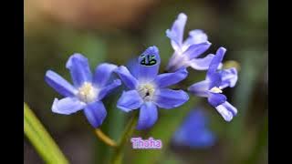 Mughrom - Ai Khodijah Feat. Not Tujuh