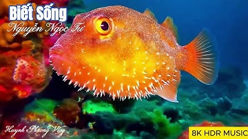 160. Tùy Bút - Biết Sống | Tác giả : Nguyễn Ngọc Tư.