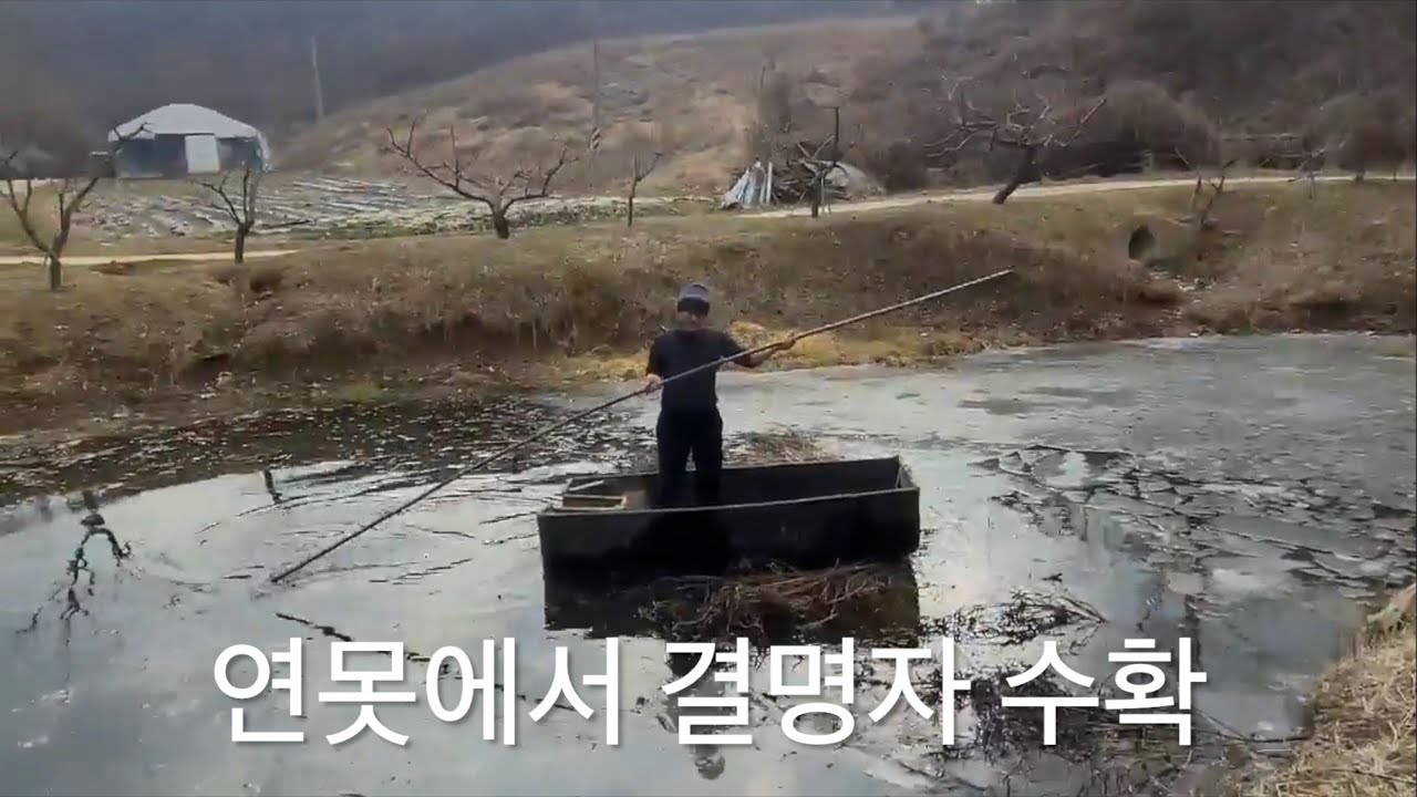연못에서 배타고 결명자 수확