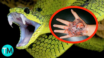 ¿Cuál es la 2 serpiente más mortífera del mundo?