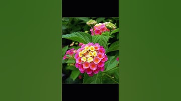 Công dụng của cây Bông Ổi