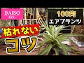 【初心者必見！】100均のエアプランツを枯らさないコツ♪【人気観葉植物チランジアの育て方】