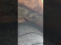 Massive Yellow Jacket Colony!