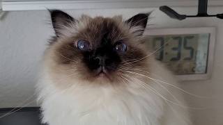 Rapid-Fire Meows In The Morning