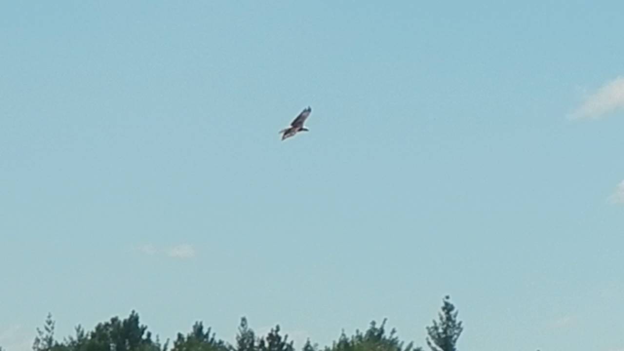 rescue dogs rock nyc Gorgeous Bald Eagle at the Huron Manistee State Forest