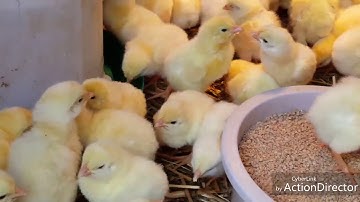 Hnub no kuv cov me nyuam qaib tuaj txog lawm nawb day #1