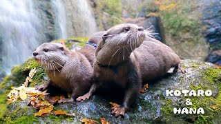 カワウソのカップルがダブルデートしたら滝でまさかの展開に　A Twist Happens During Otter Double Date!