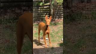Pharaoh Hound reigns with timeless elegance. #pharaoh #dog #doglover #pets #pet #cuteanimals #shorts